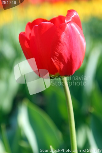 Image of Red Tulip
