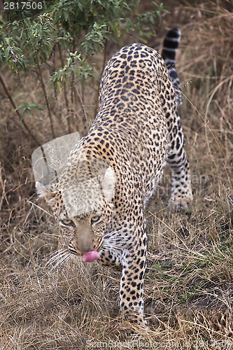 Image of Leopard