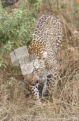 Image of Leopard