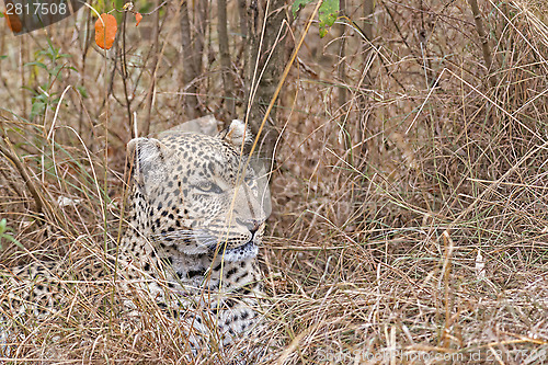 Image of Leopard