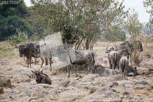 Image of Great Wildebeest Migration