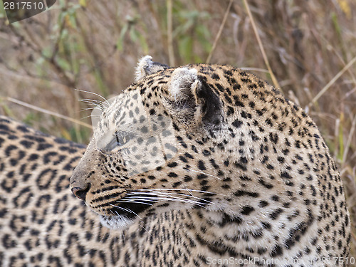 Image of Leopard