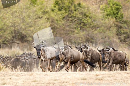 Image of Great Wildebeest Migration