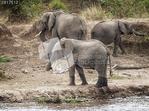 Image of  Herd of African Elephants