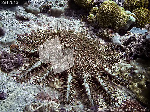 Image of Crown-of-thorns starfish