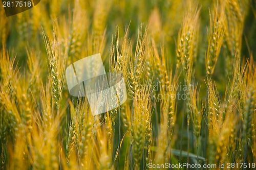 Image of Wheat field