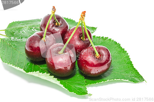 Image of Big ripe dark cherry sweet juicy berries with water droplets