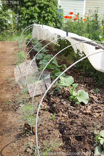 Image of Vegetable bed