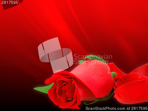 Image of Soft-light red rose on bokeh backdrop