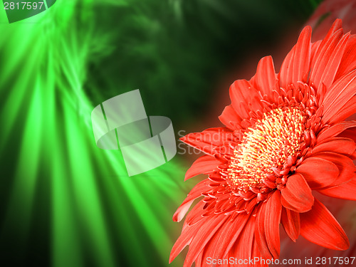 Image of Red flower on green backdrop