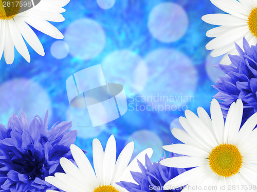 Image of Background with daisies and cornflowers