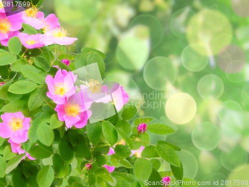 Image of Pink dog-roses flowers