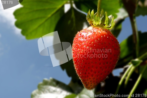 Image of strawberry plant