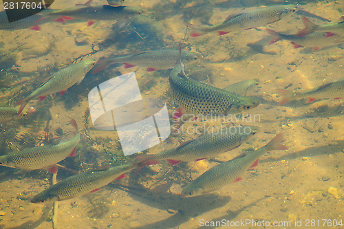 Image of Rudd in pond