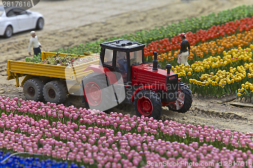 Image of Tulips, Miniature Town, Netherlands