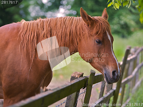 Image of Brown Horse