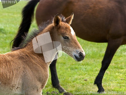 Image of Foal standing in a field 