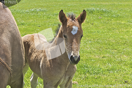 Image of Young Foal 