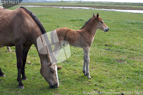 Image of A Young Horse Foal Filly Standing in a Field Meadow