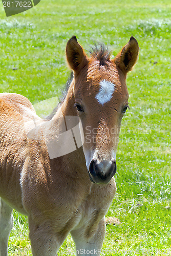 Image of A Young Horse Foal Filly Standing in a Field