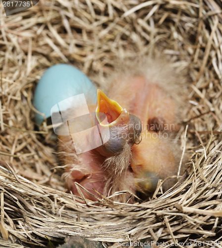 Image of Close-Up Of Just Hatched Robin Chicks