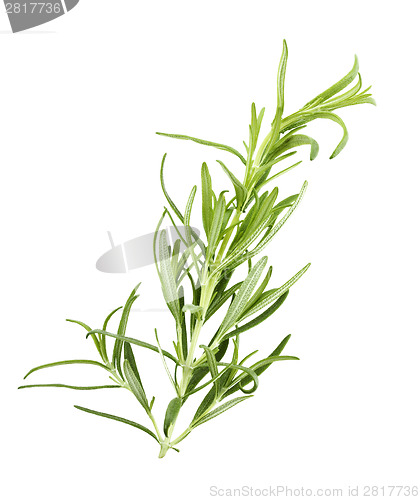 Image of Branch Of Rosemary 