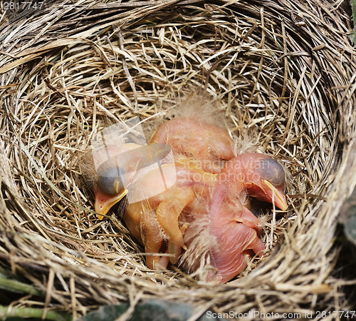 Image of Close-Up Of Just Hatched Robin Chicks