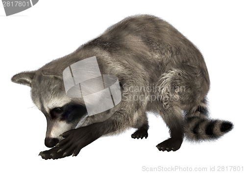 Image of Raccoon