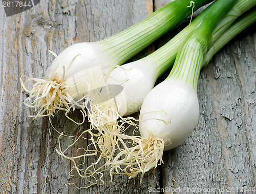 Image of Spring Onion