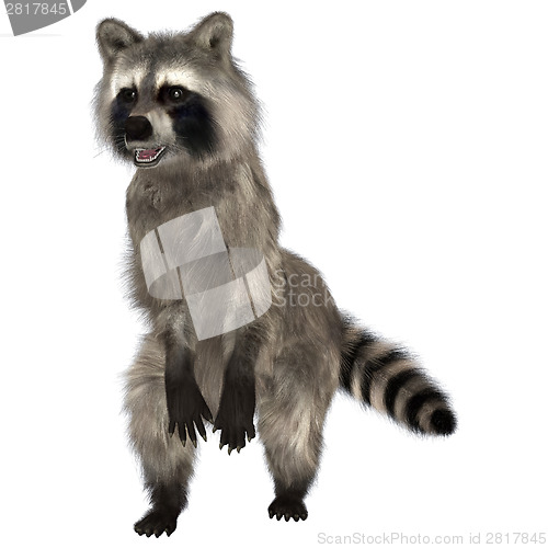 Image of Raccoon