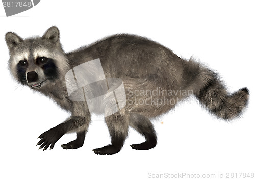 Image of Raccoon