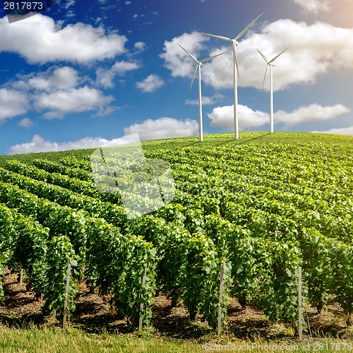 Image of Vineyard landscape with wind generators