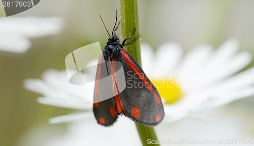 Image of Red and black cinnabar moth 