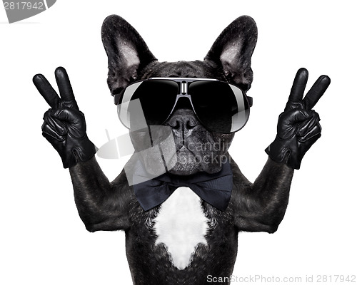 Image of cool dog