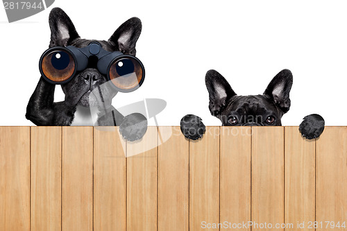 Image of two nosy dogs 