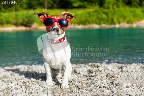 Image of dog at river in summer