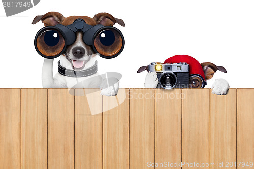 Image of two nosy dogs 