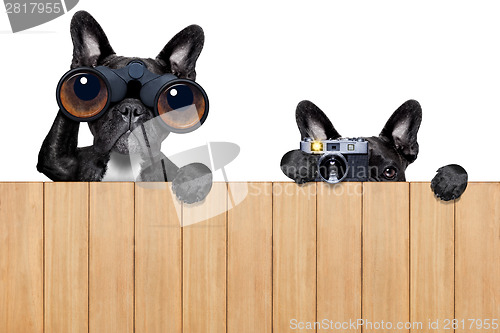 Image of two nosy dogs 