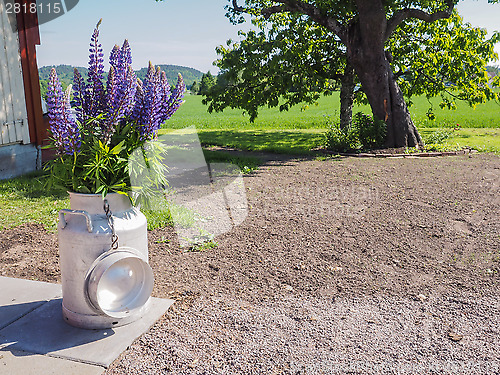 Image of Purple flowers