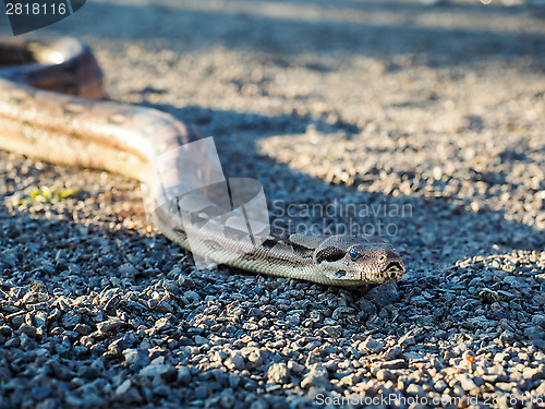 Image of Boa constrictor