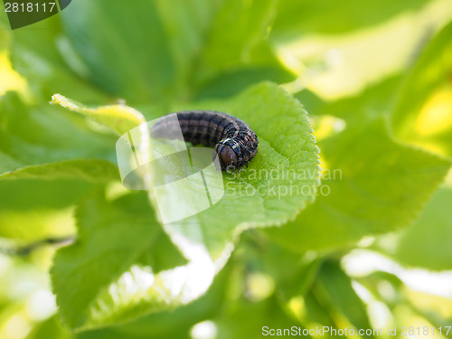 Image of Caterpillar on leaf