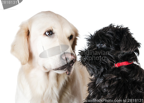 Image of Labrador retriever and miniature schnauzer,  is isolated on a wh