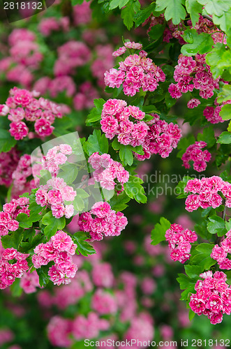 Image of Blossoming hawthorn , close-up