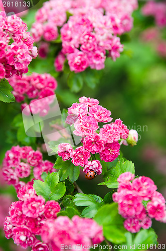 Image of Blossoming hawthorn with ladybug, close-up