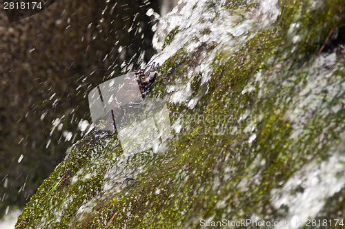 Image of Crayfish