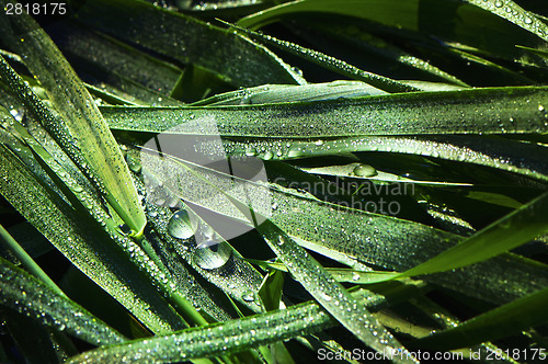 Image of Drops of water and grass