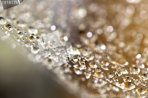 Image of Water drops