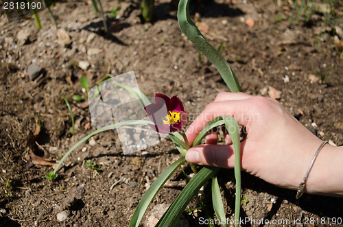 Image of hand of woman to red tulips in the garden 