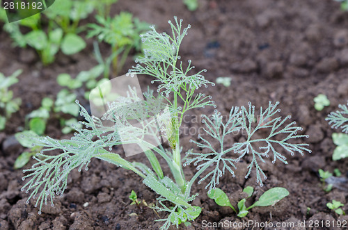 Image of Dewy dill plant with water drops in fertile soil 