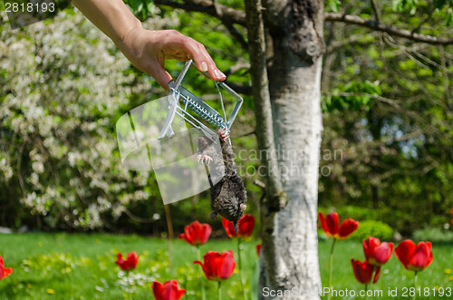 Image of hand and dead mole iron trap on garden background 